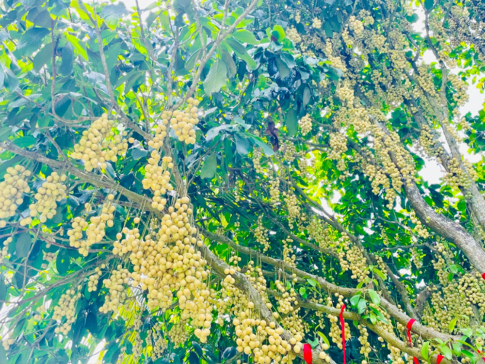 Dâu Hạ Châu